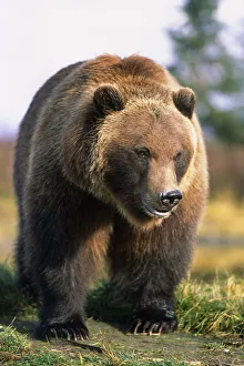 Brown Bear Standing In The Grass At The Alaska Wildlife Conservation Center. Summer In Southcentral Alaska Brown Bear Standing In The Grass At The Alaska Wildlife Conservation Center. Summer In Southcentral Alaska