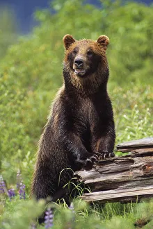 Brown Bear Standing Upright On Log Captive Alaska Wildlife Conservation Center Southcentral Alaska Brown Bear Standing Upright On Log Captive Alaska Wildlife Conservation Center Southcentral Alaska