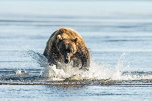 Brown Bear (Ursus Arctos) Chasing Fish, Katmai National Park; Alaska, United States Of America