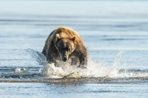 Brown Bear (Ursus Arctos) Chasing Fish, Katmai National Park; Alaska, United States Of America Brown Bear (Ursus Arctos) Chasing Fish, Katmai National Park; Alaska, United States Of America