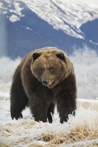 Brown Bear (Ursus Arctos) In The Frosty Grass, Captive At The Alaska Wildlife Conservation Center; Portage, Alaska Brown Bear (Ursus Arctos) In The Frosty Grass, Captive At The Alaska Wildlife Conservation Center; Portage, Alaska