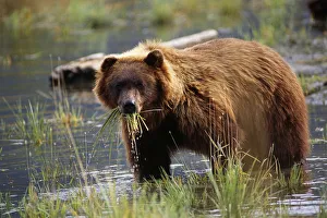Brown Bear W/Mouth Full Of Grass In Marsh Captive Alaska Wildlife Conservation Center Autumn Brown Bear W/Mouth Full Of Grass In Marsh Captive Alaska Wildlife Conservation Center Autumn