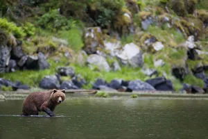 Brown Bear Wades Through A Stream Looking For Salmon, Prince William Sound, Chugach National Forest Brown Bear Wades Through A Stream Looking For Salmon, Prince William Sound, Chugach National Forest