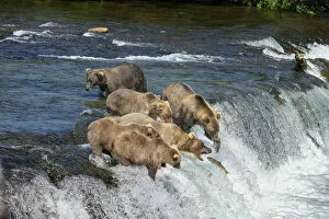 Brown bears with cubs (Ursus arctos horribilis) standing in the river on a rapid ledge at Brook Falls