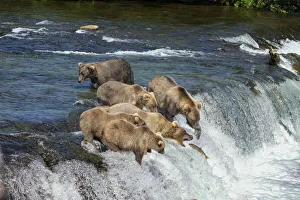 Brown bears with cubs (Ursus arctos horribilis) standing in the river on a rapid ledge at Brook Falls, catching salmon with their mouths on the salmon run in Bristol Bay; Katmai National Park and Preserve, Alaska, United States of America Brown bears with cubs (Ursus arctos horribilis) standing in the river on a rapid ledge at Brook Falls, catching salmon with their mouths on the salmon run in Bristol Bay; Katmai National Park and Preserve, Alaska, United States of America