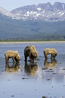 Brown Bears Digging Clams In Tidal Flats At Mouth Of Big River In Katmai National Park, Alaska Brown Bears Digging Clams In Tidal Flats At Mouth Of Big River In Katmai National Park, Alaska