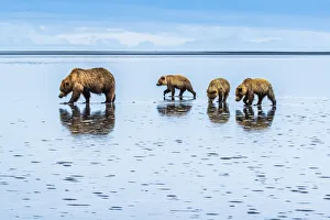 Brown Bears, Mom with cubs at Silver Salmon Creek, Lake Clark National Park, Alaska, USA Brown Bears, Mom with cubs at Silver Salmon Creek, Lake Clark National Park, Alaska, USA