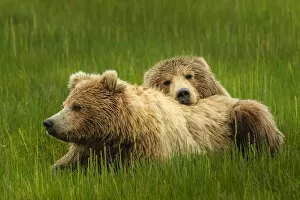 Two brown bears, relaxing in the grass at Silver Salmon Creek, Alaska, USA