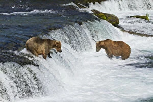 Brown Bears (Ursus Arctos) Fishing For Sockeye Salmon At Brooks Falls, Brooks River, Katmai National Park And Preserve