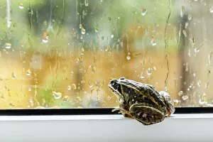 Images Dated 28th July 2013: A Brown Frog Sits On A Window Ledge Looking Outside At The Rain; Fort Mcmurray, Alberta, Canada