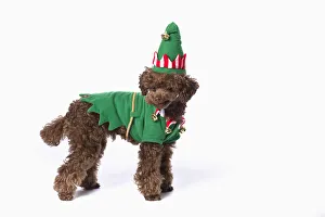 Brown poodle with christmas jester costume; St. albert, alberta, canada Brown poodle with christmas jester costume; St. albert, alberta, canada