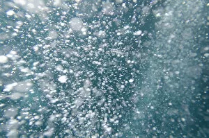 Images Dated 9th July 2011: Bubbles Underwater; Galapagos, Equador