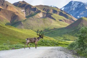 A Bull Caribou Crosses The Park Road Near Highway Pass In Denali National Park, Interior A Bull Caribou Crosses The Park Road Near Highway Pass In Denali National Park, Interior