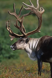 Bull Caribou Denali National Park Interior Alaska Fall Portrait Bull Caribou Denali National Park Interior Alaska Fall Portrait