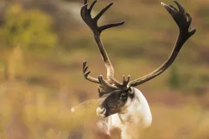 Bull Caribou Near Savage River In Denali National Park & Preserve, Alaska Bull Caribou Near Savage River In Denali National Park & Preserve, Alaska