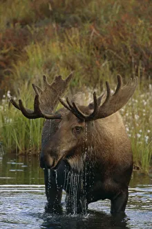 Bull Moose In Pond Near Eielson Visitor Center Ak In Denali Np Summer Bull Moose In Pond Near Eielson Visitor Center Ak In Denali Np Summer