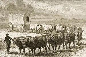 Bullock Wagon Crossing The Great Plains. From American Pictures Drawn With Pen And Pencil By Rev Samuel Manning Circa Bullock Wagon Crossing The Great Plains. From American Pictures Drawn With Pen And Pencil By Rev Samuel Manning Circa