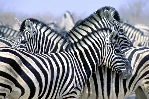 Burchell's Zebra (Equus Quagga Burchellii), Etosha National Park, Namibia, Africa Burchell's Zebra (Equus Quagga Burchellii), Etosha National Park, Namibia, Africa