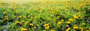 The Burren, County Clare, Ireland; Field Of Dandelions The Burren, County Clare, Ireland; Field Of Dandelions
