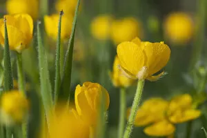 Images Dated 19th May 2008: Buttercups Blooming; Astoria, Oregon, United States Of America