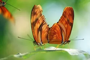 Two Butterflies On A Leaf