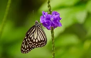 Images Dated 6th May 2004: A Butterfly On A Flower