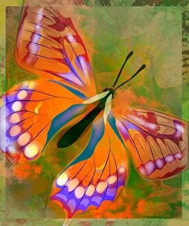 Images Dated 26th February 2007: Butterfly Illustration
