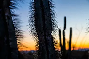 Cactus plant detail at sunset, Baja California, Mexico Cactus plant detail at sunset, Baja California, Mexico