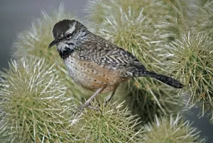 Cactus Wren (Campylorhynchus Brunneicapillus) In Cactus Spines; Arizona, Usa Cactus Wren (Campylorhynchus Brunneicapillus) In Cactus Spines; Arizona, Usa