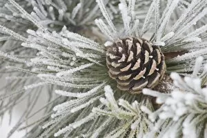Images Dated 22nd January 2010: Calgary, Alberta, Canada; Needles Of A Pine Tree And A Pine Cone Covered In Frost