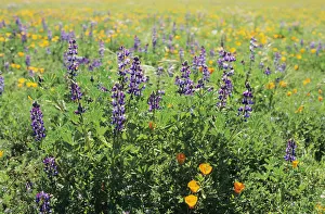California, Beautiful Meadow Of Lupine And California Poppies California, Beautiful Meadow Of Lupine And California Poppies