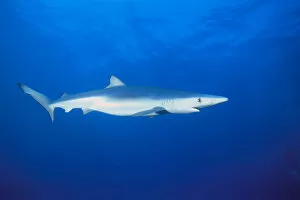 Images Dated 3rd March 1998: California, Blue Shark (Prionace Glauca) Clear Blue Water Near Surface, Side View