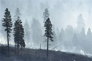 California, Lassen National Forest, View Of Trees Through Smoke From Burn, Logged Forest California, Lassen National Forest, View Of Trees Through Smoke From Burn, Logged Forest