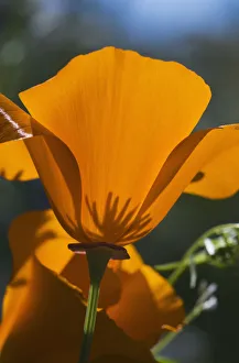 California Poppies (Eschscholzia Californica) Bloom In A Garden; Astoria, Oregon, United States Of America California Poppies (Eschscholzia Californica) Bloom In A Garden; Astoria, Oregon, United States Of America
