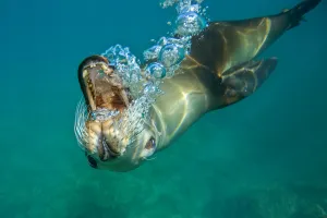 California sea lion, Zalophus californianus, blowing bubbles California sea lion, Zalophus californianus, blowing bubbles