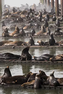 California Sea Lions (Zalophus Californianus)) Haul Out On The Docks; Astoria, Oregon, United States Of America California Sea Lions (Zalophus Californianus)) Haul Out On The Docks; Astoria, Oregon, United States Of America