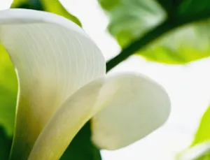 Calla Lily, Extreme Close-Up Of Large White Petal, View From Below Calla Lily, Extreme Close-Up Of Large White Petal, View From Below