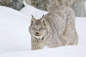 Canada Lynx (Lynx canadensis) on the prowl through the snow outside of Whitehorse; Yukon, Canada