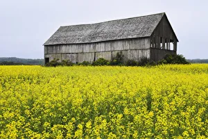 Canola Field And Old Barn, Bas-Saint-Laurent Region, Sainte-Helene, Quebec Canola Field And Old Barn, Bas-Saint-Laurent Region, Sainte-Helene, Quebec