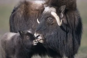 Captive Adult Female Musk Ox With Calf At The Alaska Wildlife Conservation Center During Summer In Southcentral Alaska Captive Adult Female Musk Ox With Calf At The Alaska Wildlife Conservation Center During Summer In Southcentral Alaska