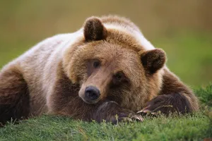 Captive Brown Bear Laying Down At Alaska Wildlife Conservation Center. Summer In Southcentral Alaska Captive Brown Bear Laying Down At Alaska Wildlife Conservation Center. Summer In Southcentral Alaska