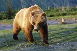 Captive Brown Bear Walking Within Alaska Wildlife Conservation Center Summer Southcentral Alaska Captive Brown Bear Walking Within Alaska Wildlife Conservation Center Summer Southcentral Alaska