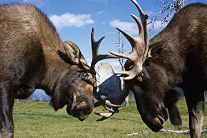 Two Captive Bull Moose Sparring With Each Other At The Alaska Wildlife Conservation Center Two Captive Bull Moose Sparring With Each Other At The Alaska Wildlife Conservation Center