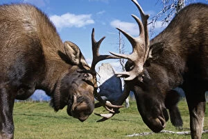 Images Dated 5th November 2007: Two Captive Bull Moose Sparring With Each Other At The Alaska Wildlife Conservation Center