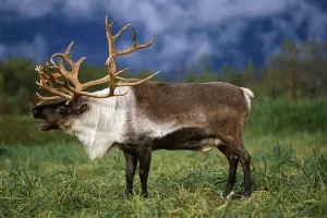 Captive Caribou At Alaska Wildlife Conservation Center, Southcentral Alaska, Summer Captive Caribou At Alaska Wildlife Conservation Center, Southcentral Alaska, Summer
