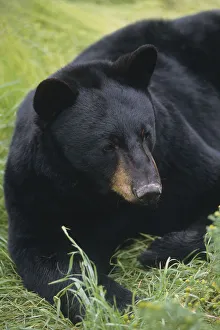 Captive: Close Up Of A Black Bear Laying In The Grass At The Alaska Wildlife Conservation Center During Summer In Captive: Close Up Of A Black Bear Laying In The Grass At The Alaska Wildlife Conservation Center During Summer In