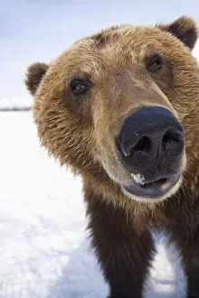 Images Dated 7th August 2009: Captive Extreme Close-Up Of Brown Bear At The Alaska Wildlife Conservation Center