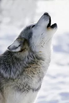 Images Dated 6th February 2007: Captive Gray Wolf Howling Winter