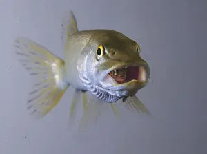 Captive: Northern Pike Swallows Rainbow Trout, Department Of Fish & Game Aquarium In Captive: Northern Pike Swallows Rainbow Trout, Department Of Fish & Game Aquarium In