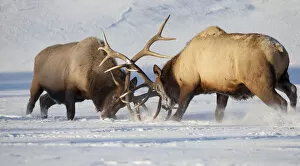 Images Dated 14th November 2011: Captive: Roosevelt Elk Fight During Rut Season, Alaska Wildlife Conservation Center